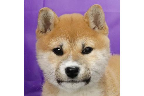 成約済の愛知県の柴犬-364720の4枚目